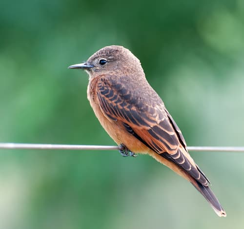 Cliff Flycatcher