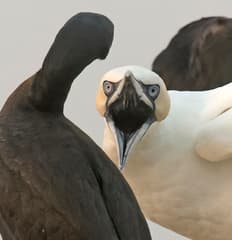 Northern Gannet