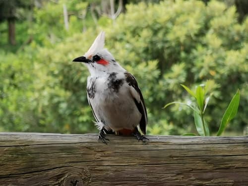 Red-whiskered Bulbul