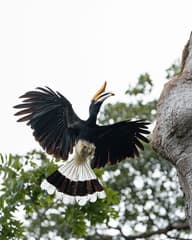 Rhinoceros Hornbill