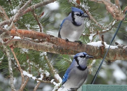 Blue Jay