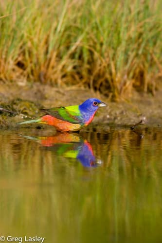 Painted Bunting