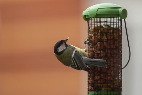 Great Tit