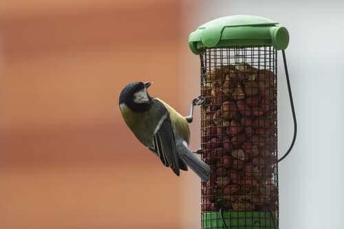 Great Tit