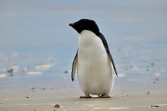 Adélie Penguin