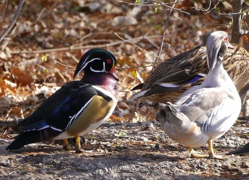 Wood Duck