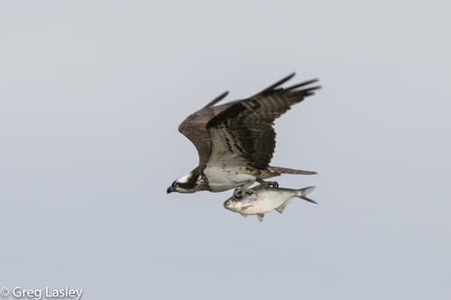 Osprey