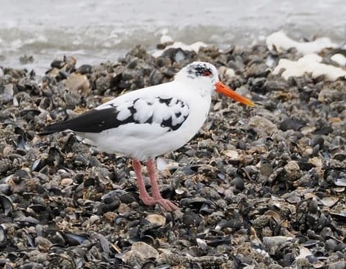 Eurasian Oystercatcher
