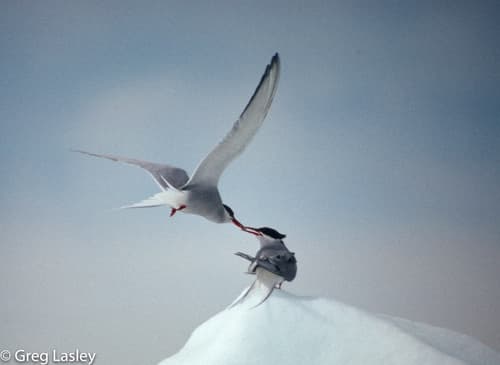 Arctic Tern