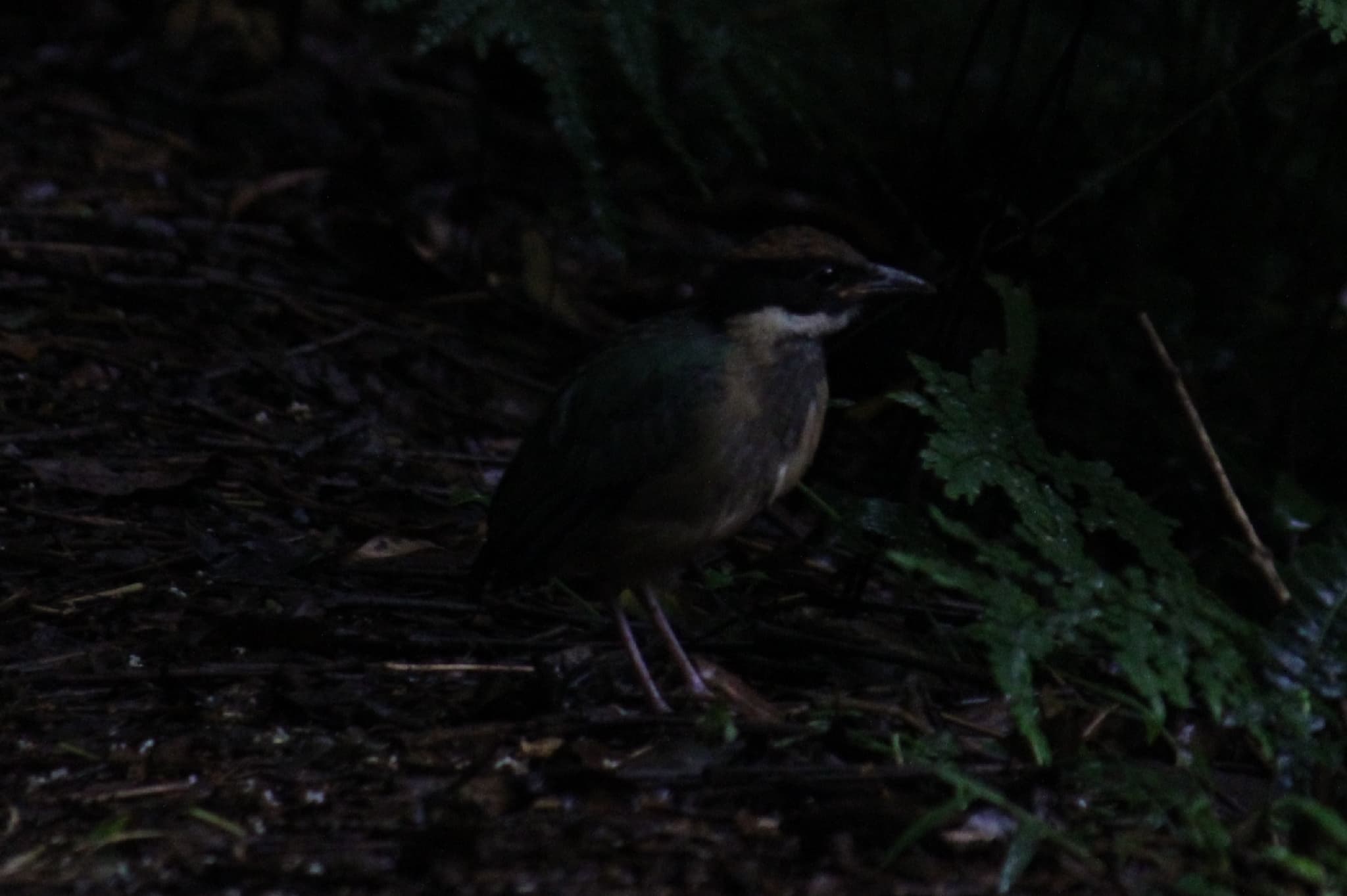 Noisy Pitta