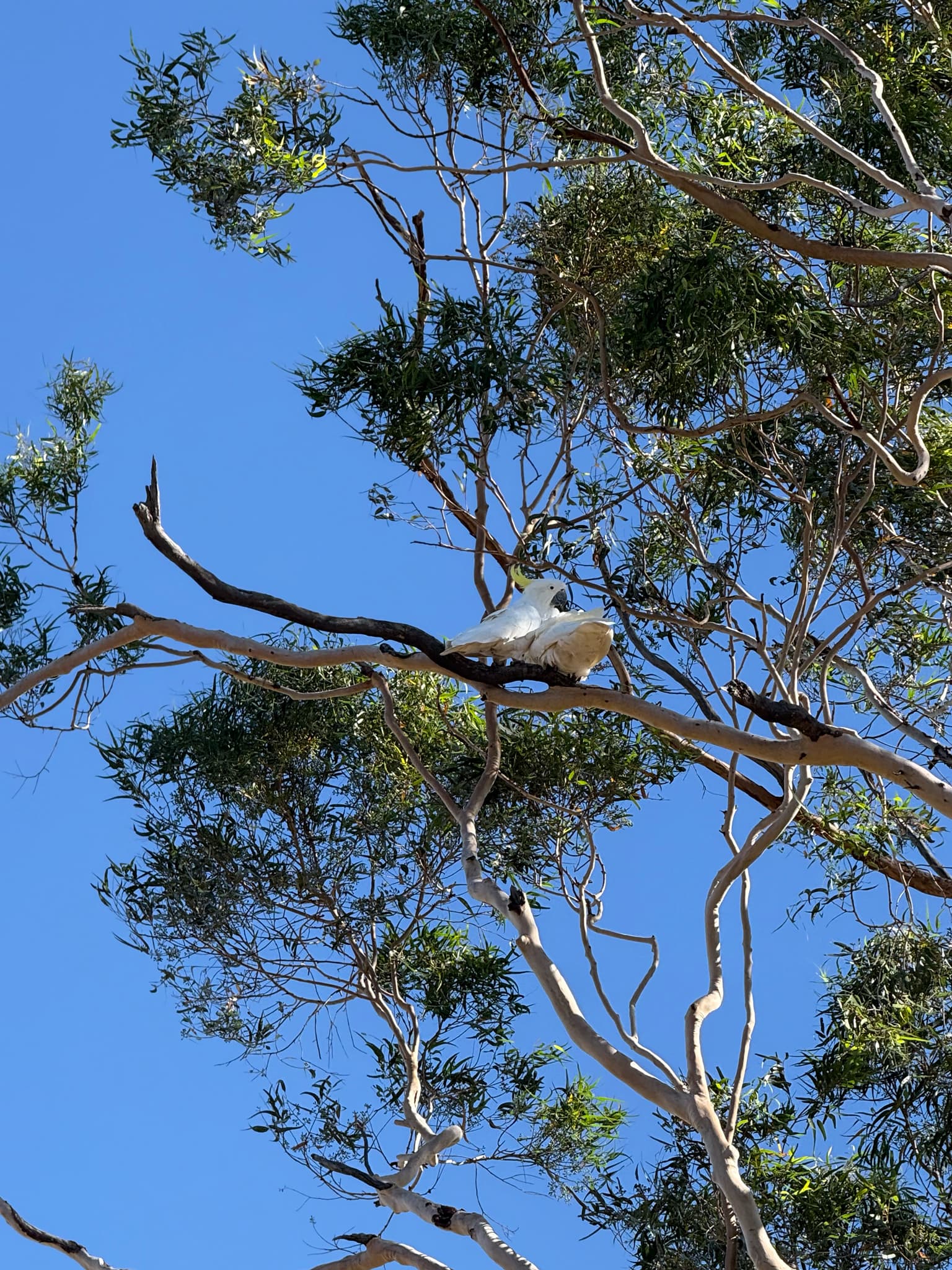 Sulphur-crested Cockatoo