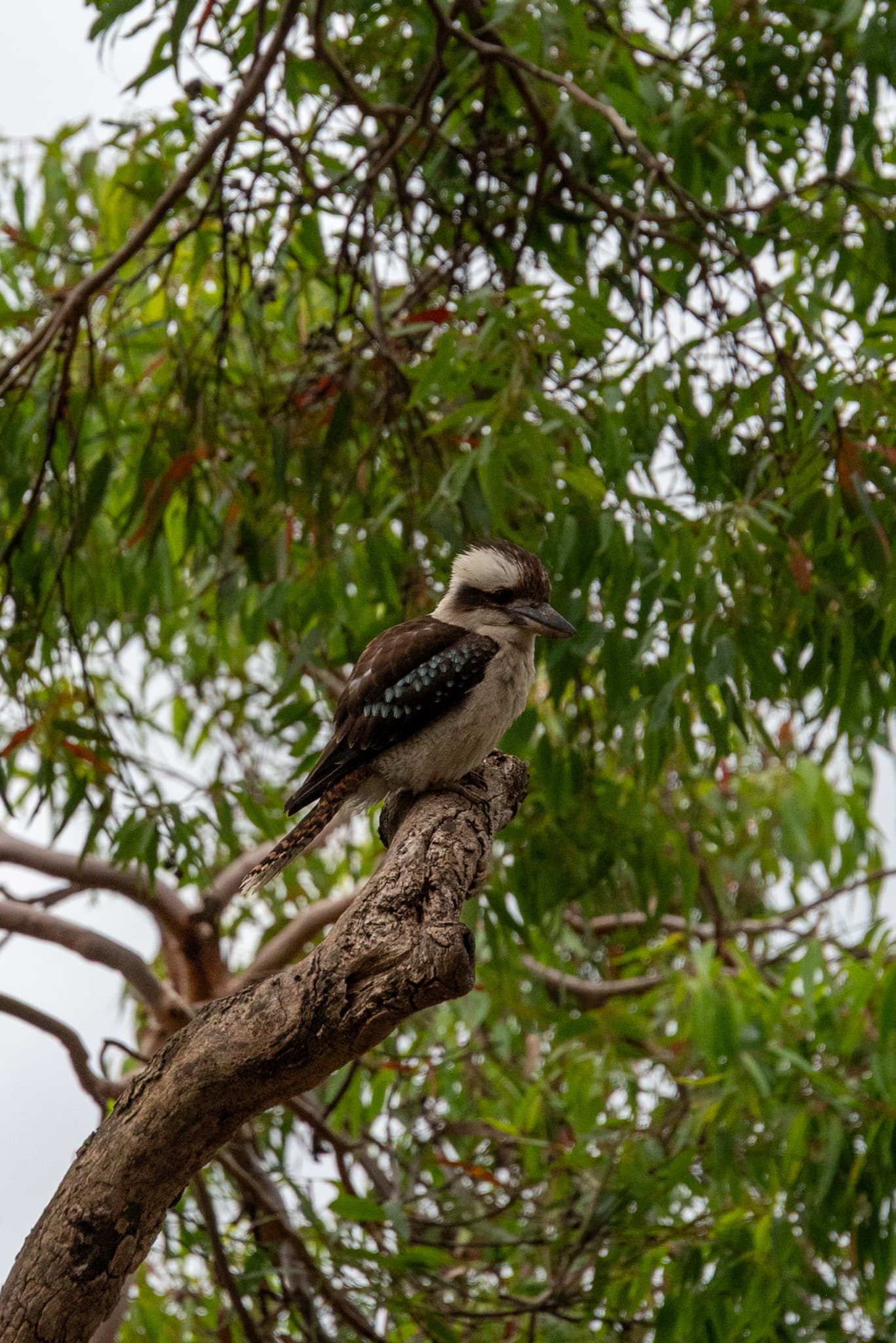 Kookaburra