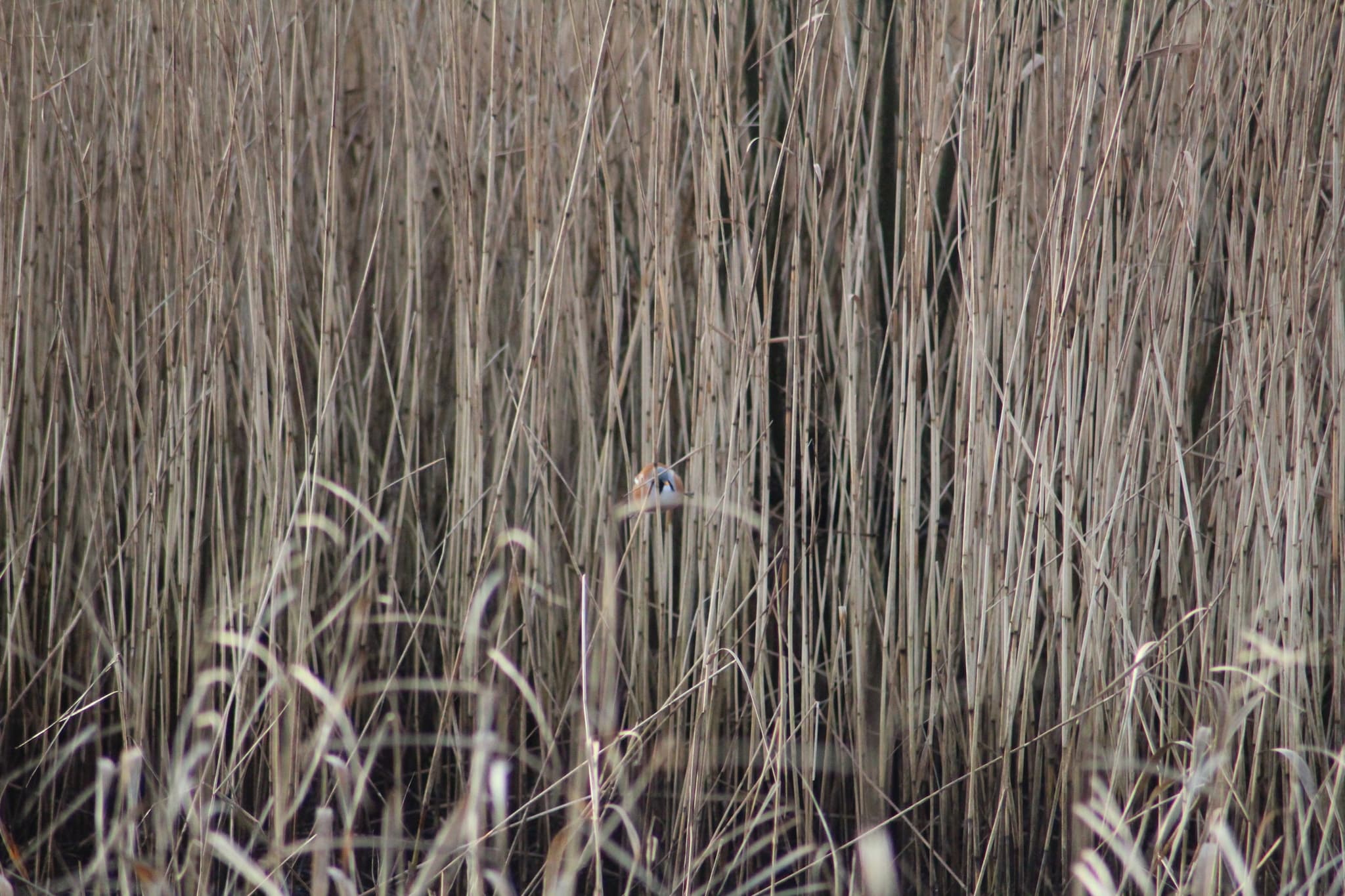 Bearded Reedling