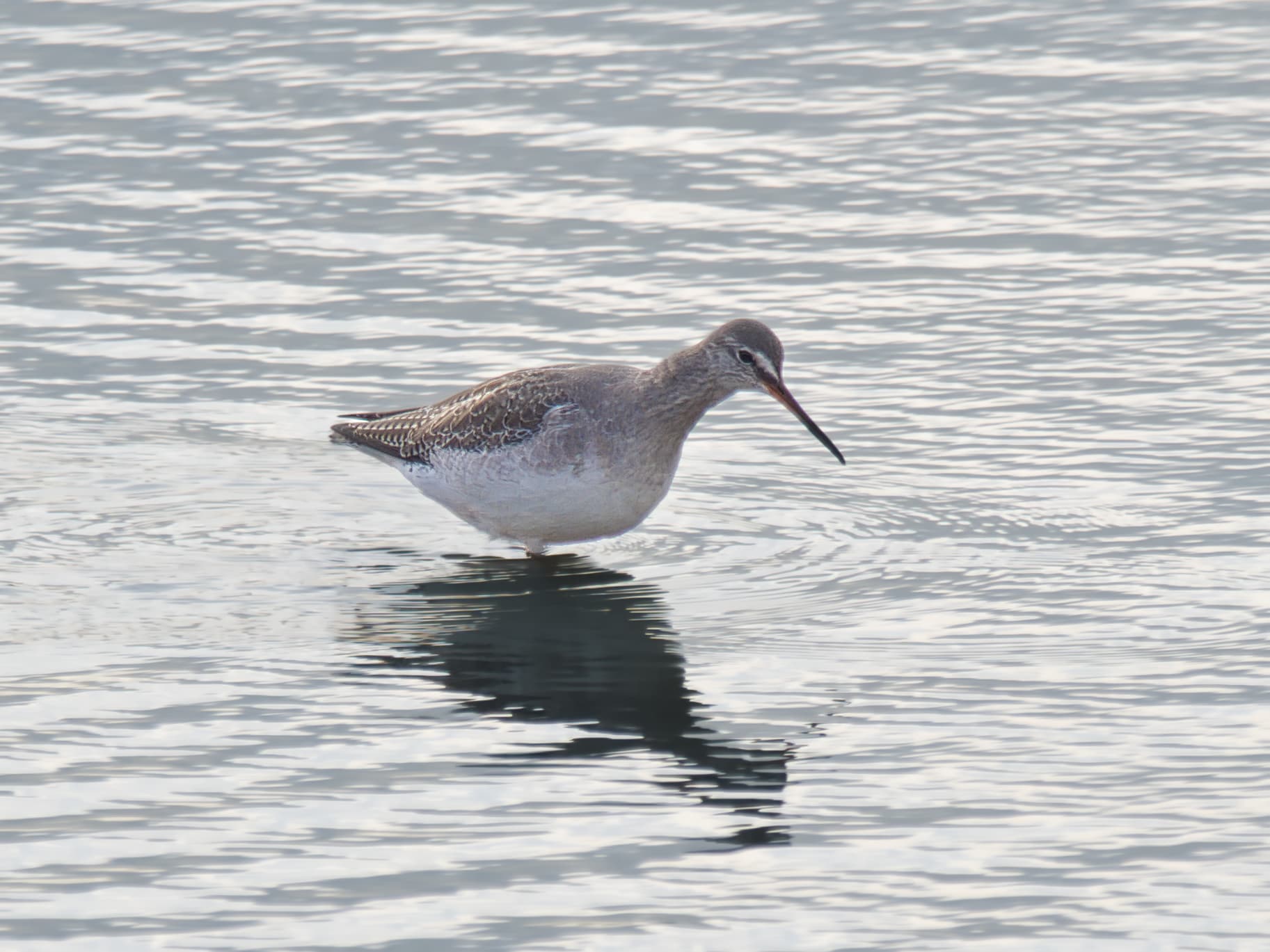 Spotted Redshank