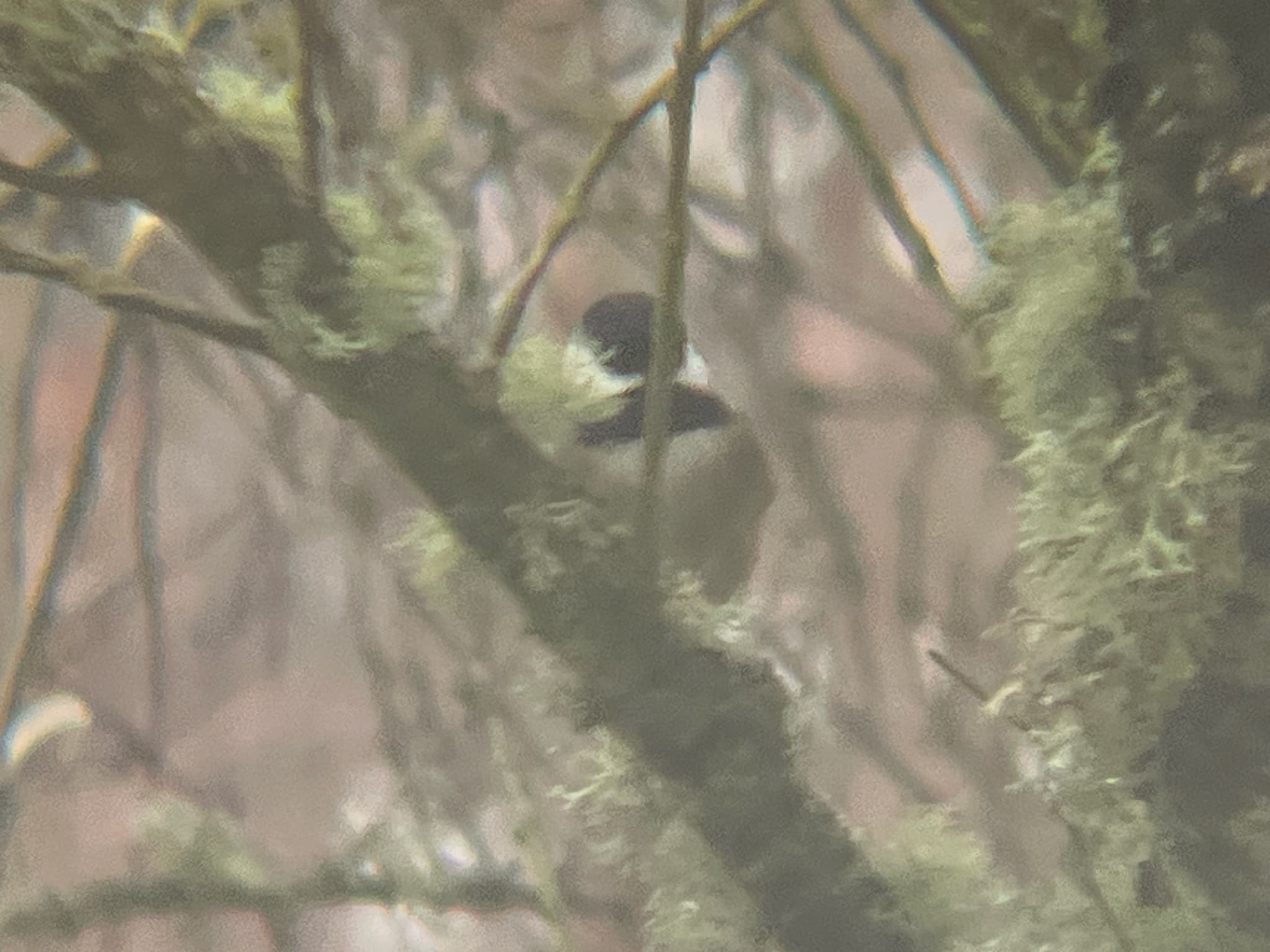 Black-capped Chickadee