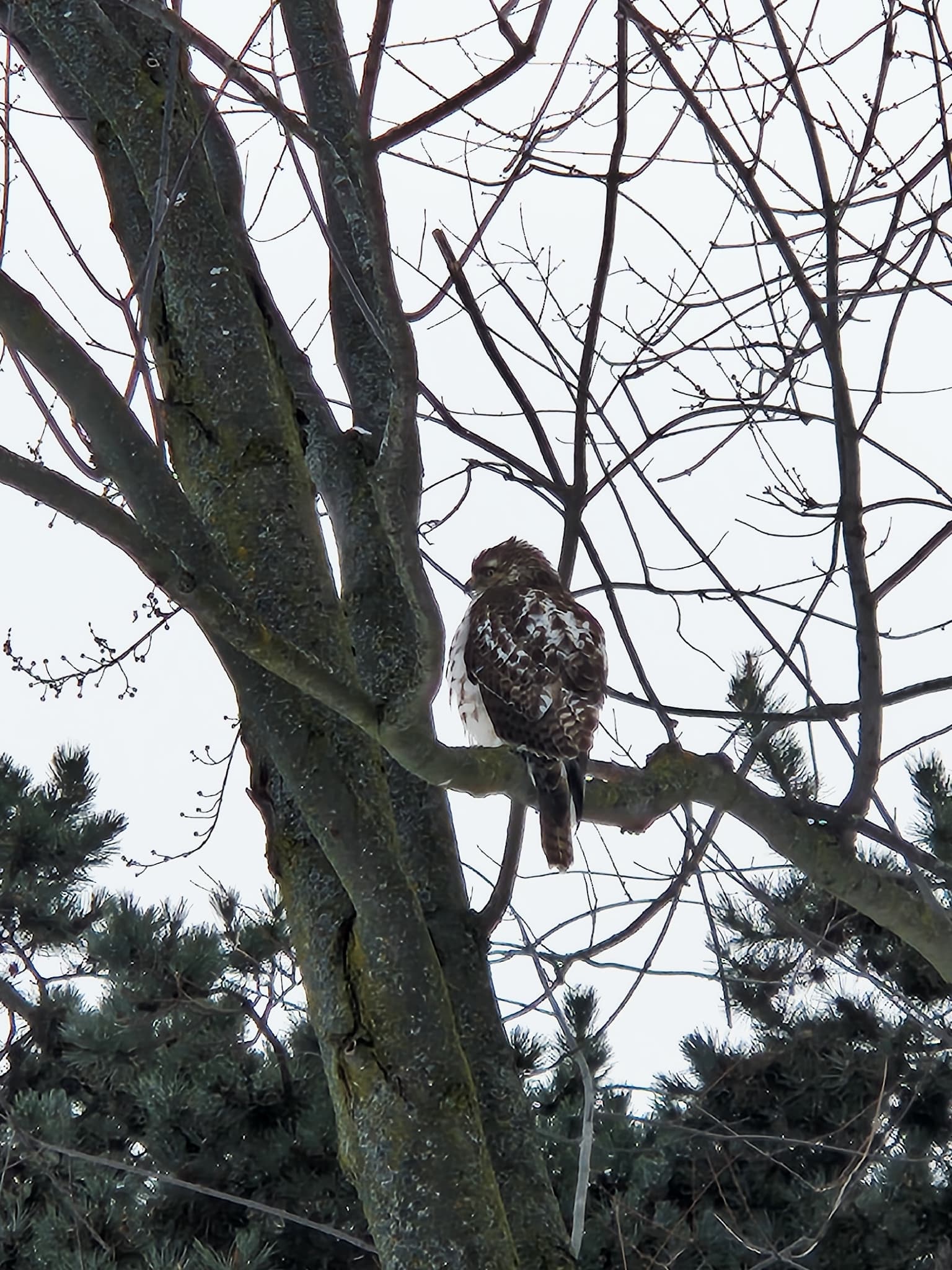 Red-tailed Hawk