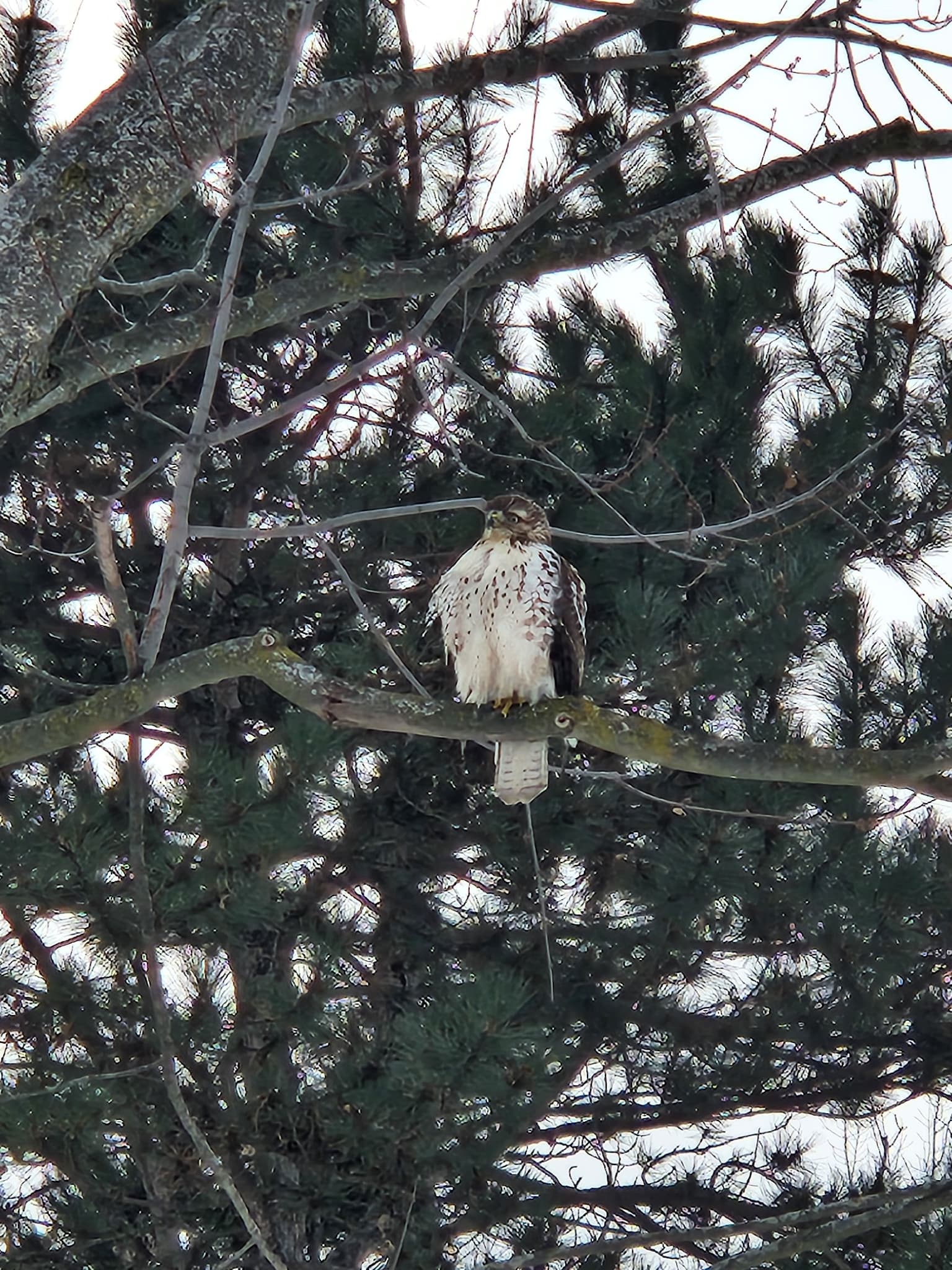 Red-tailed Hawk