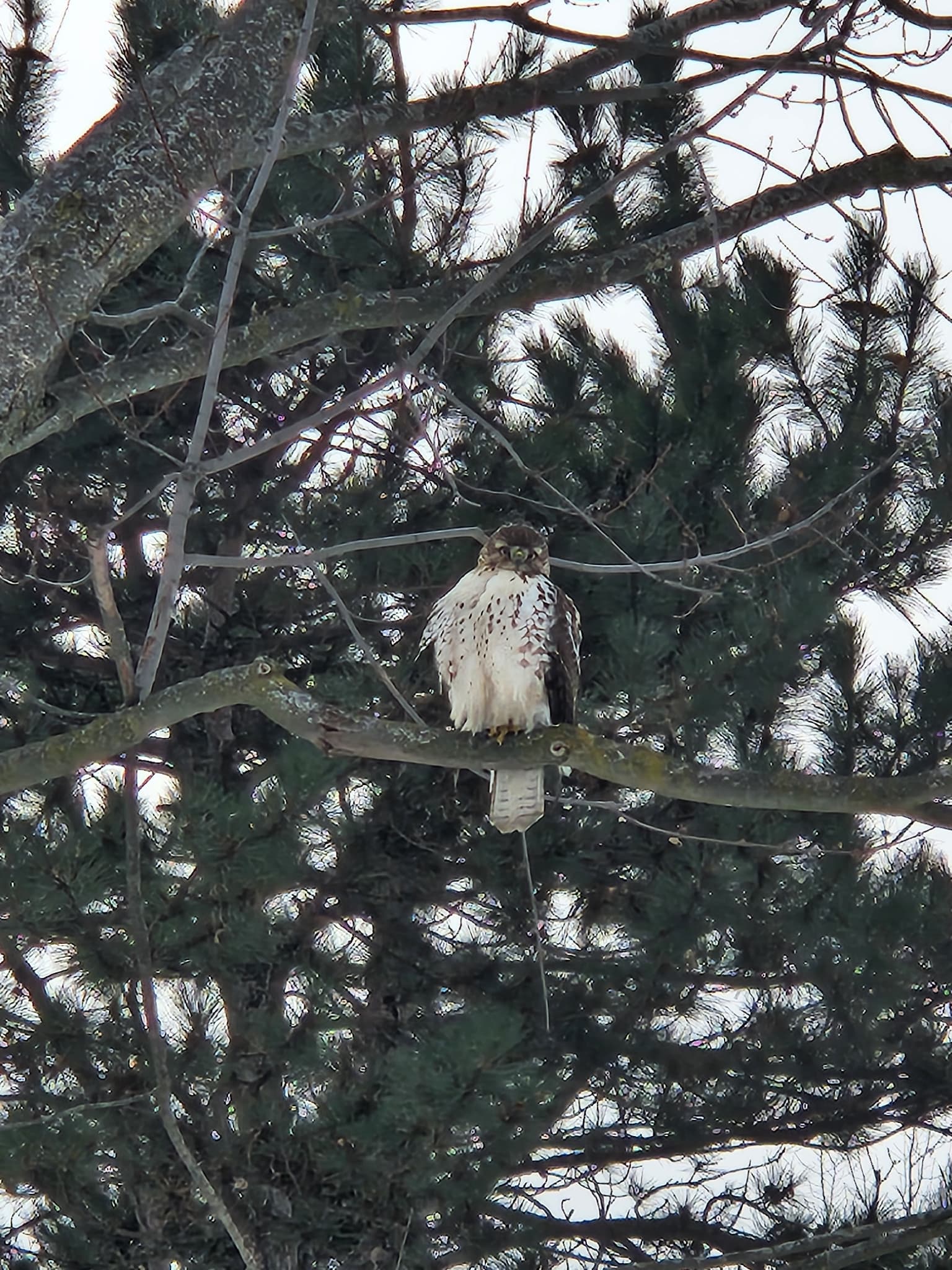 Red-tailed Hawk