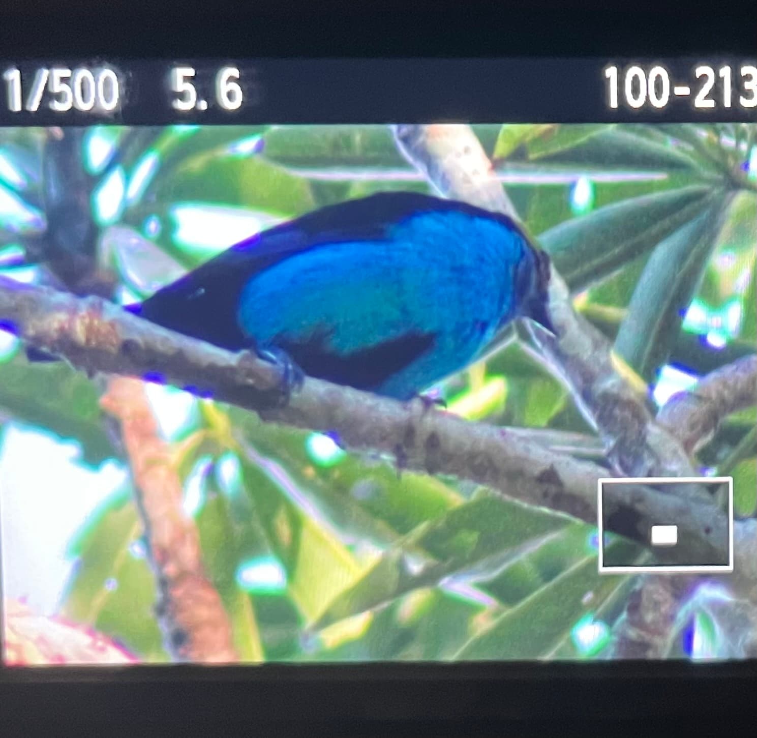 Paradise Tanager