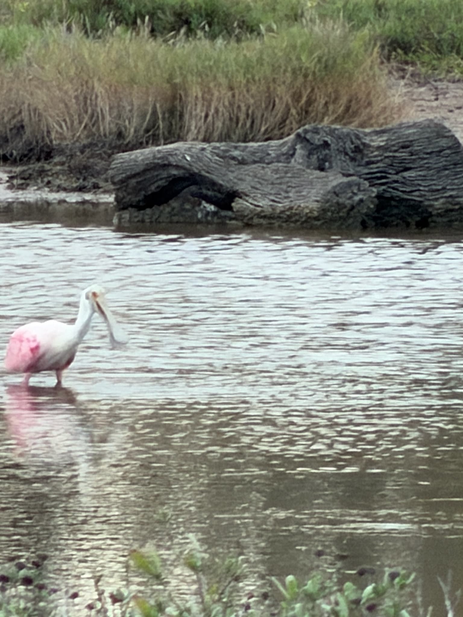Roseate Spoonbill