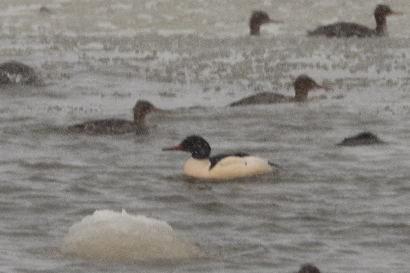 Common Merganser