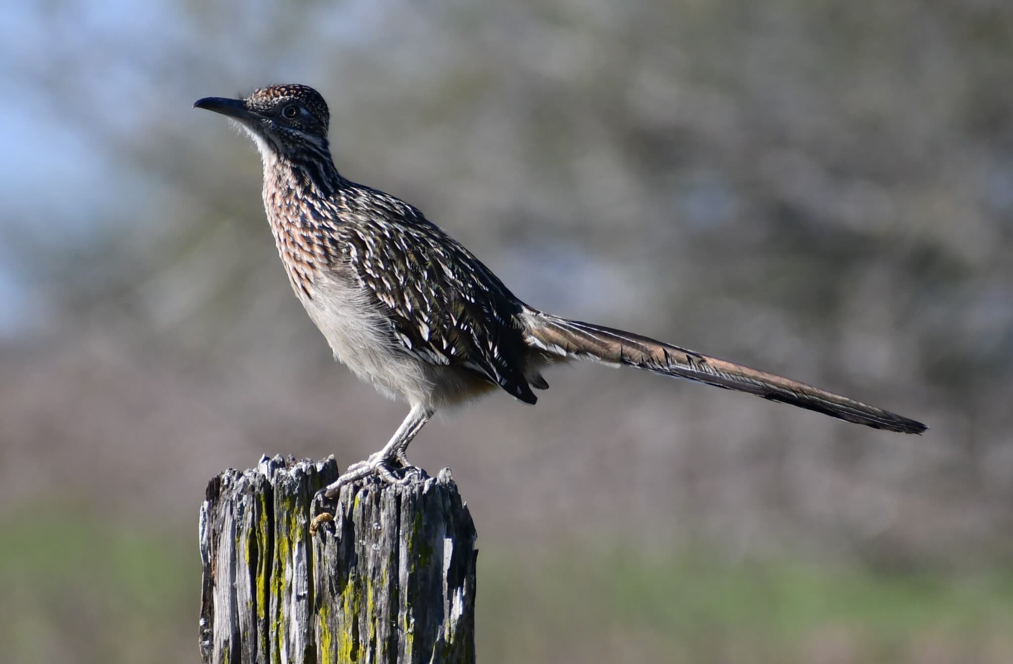 Roadrunner (Greater)