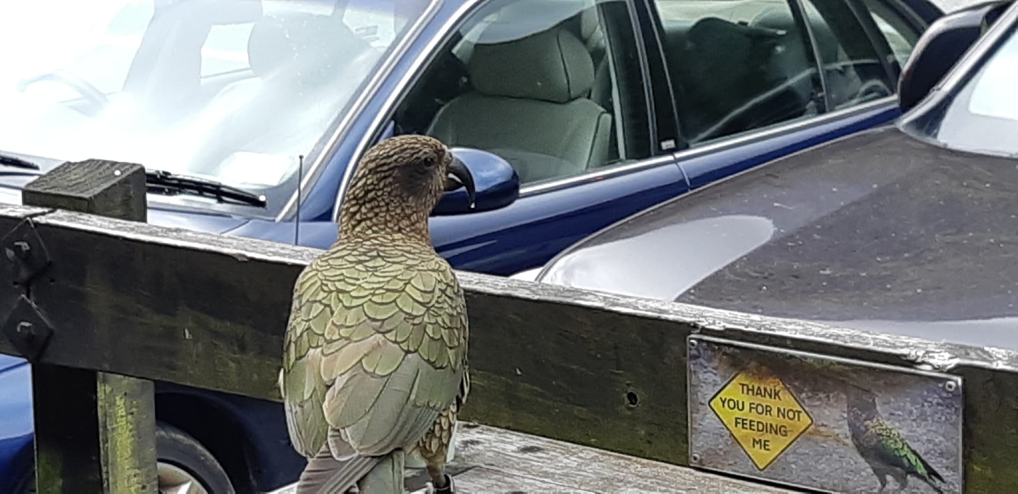 Kea