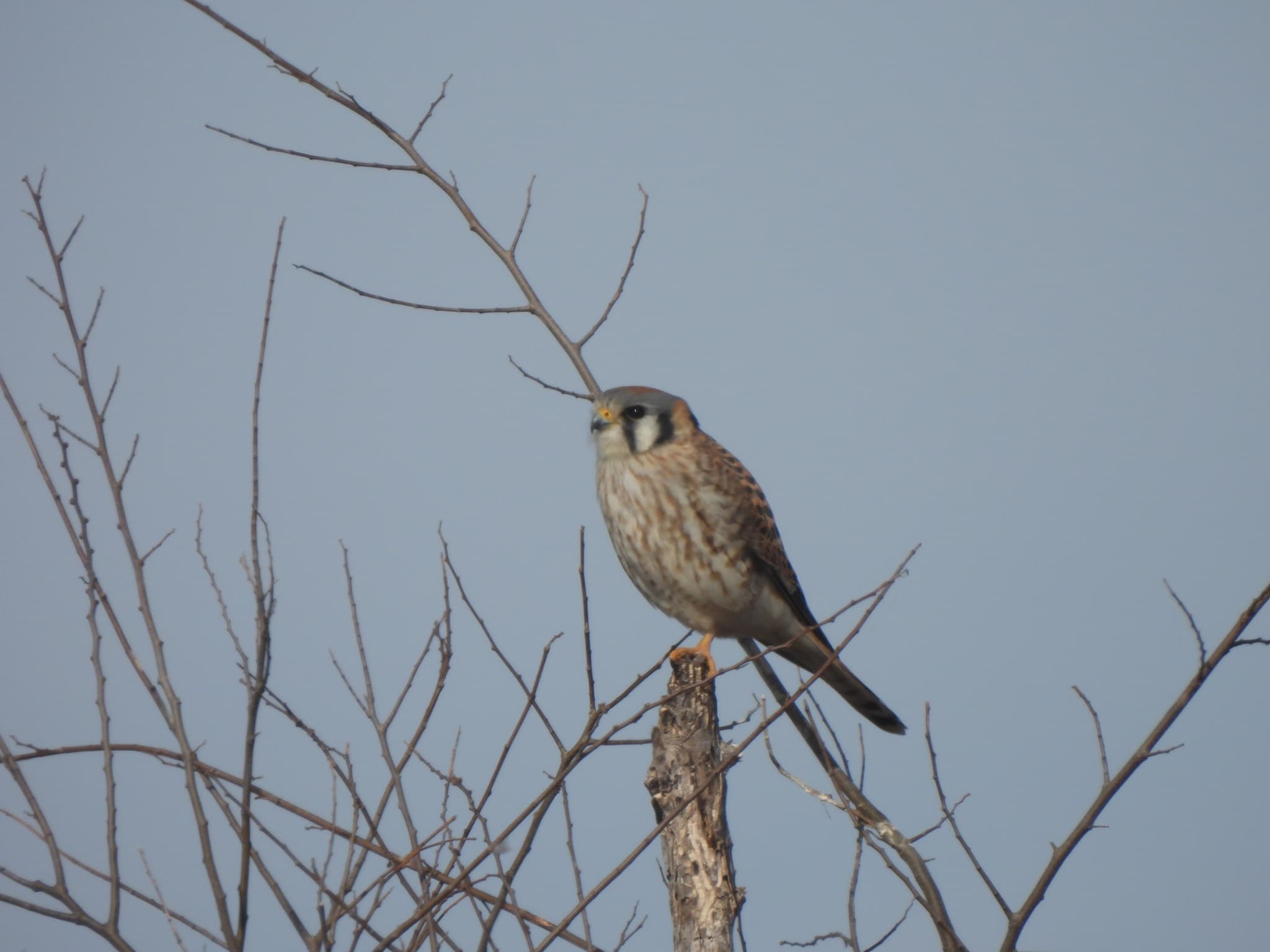 American Kestrel