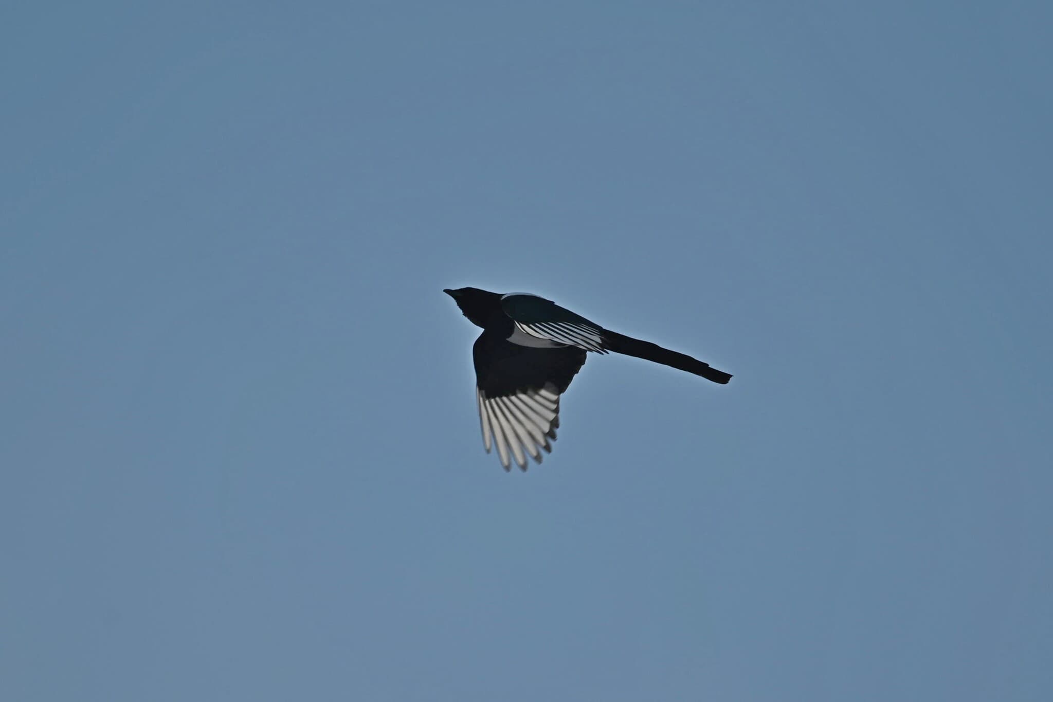 Eurasian Magpie