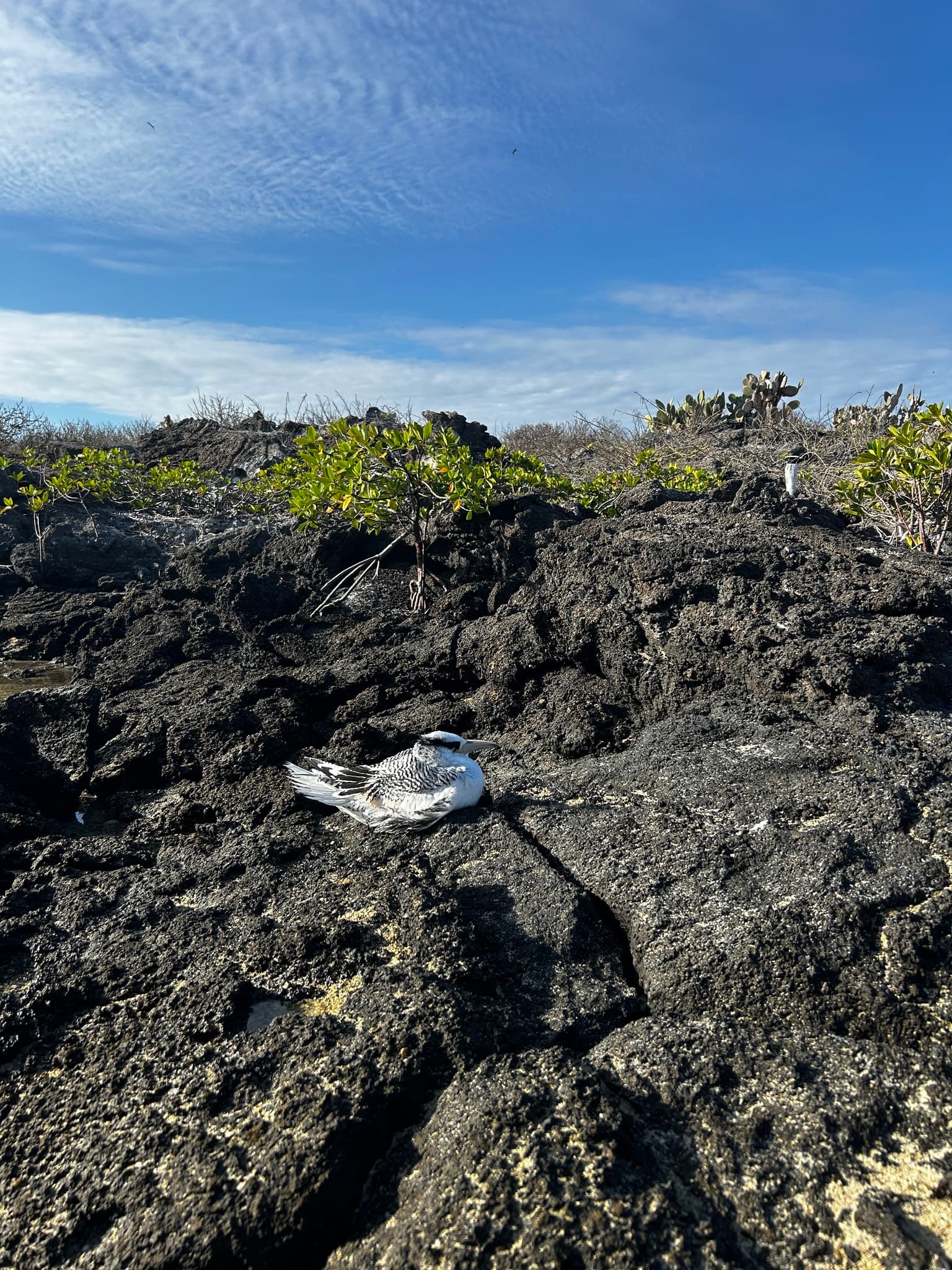 Red-billed Tropicbird