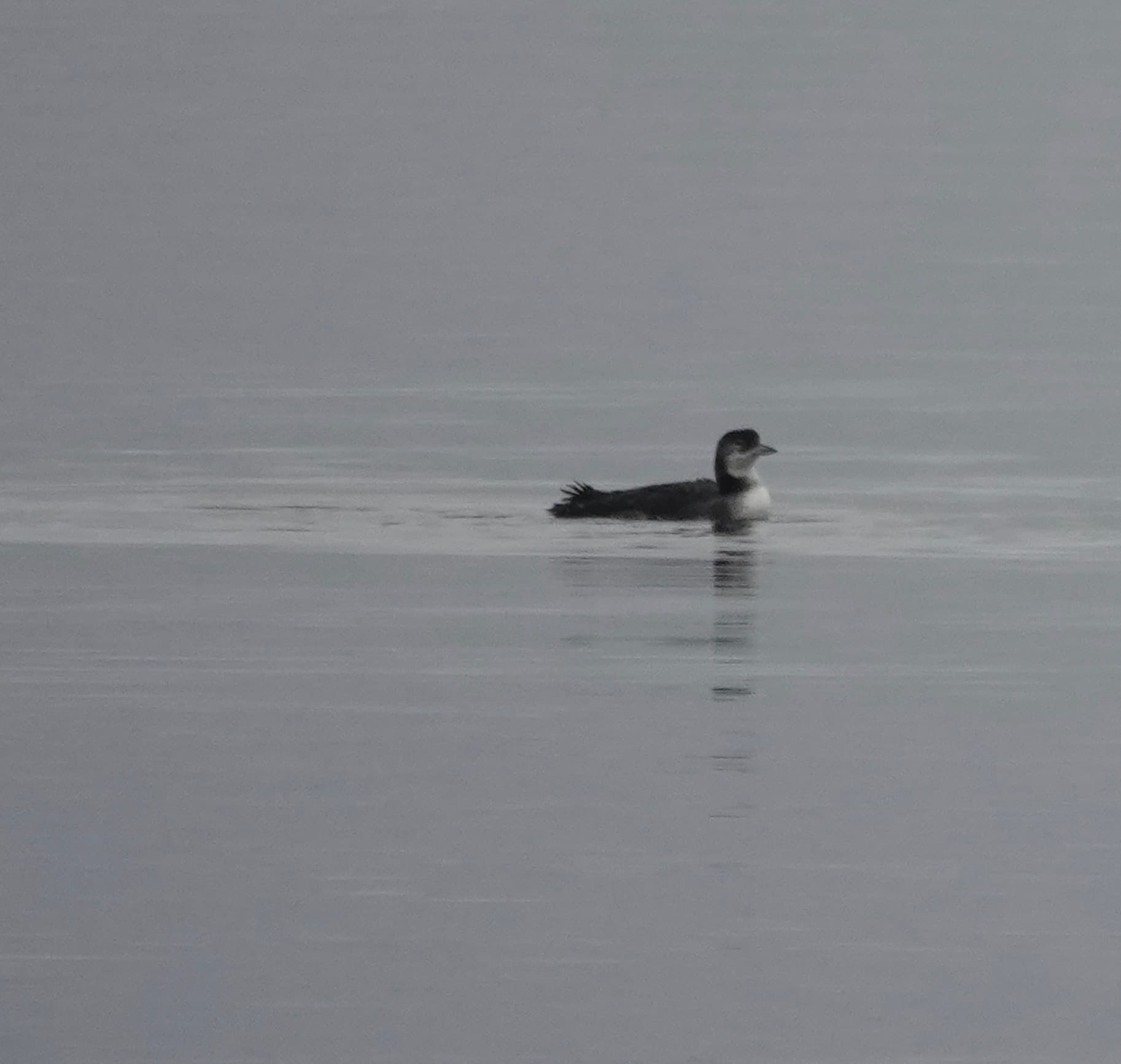 Common Loon