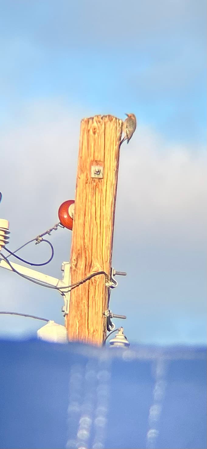 Gila Woodpecker