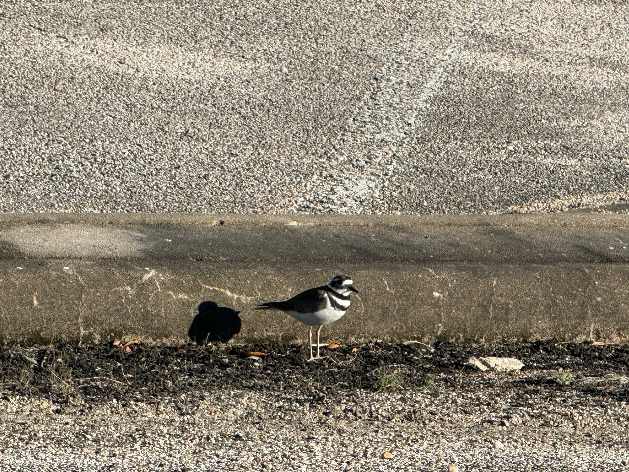Killdeer