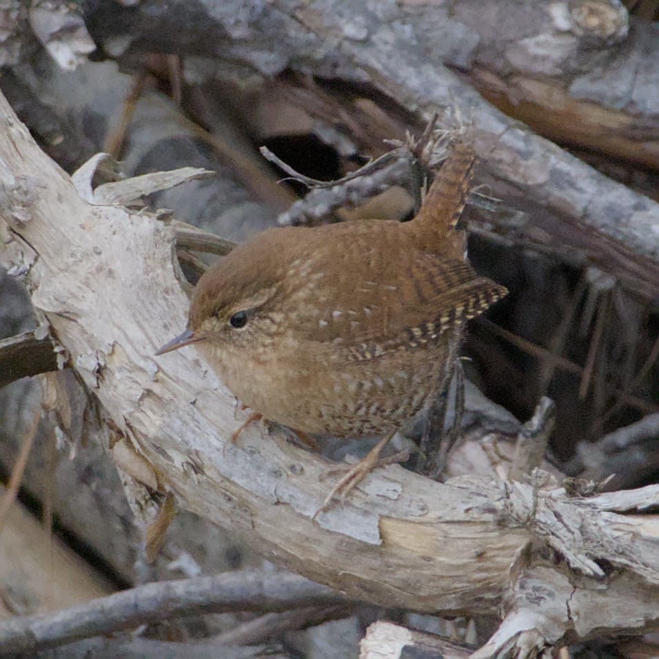 Winter Wren