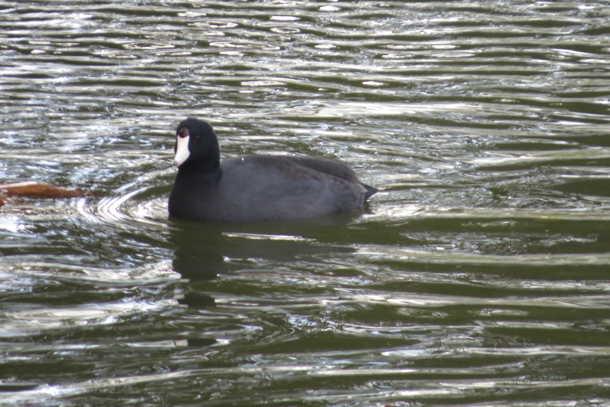 American Coot