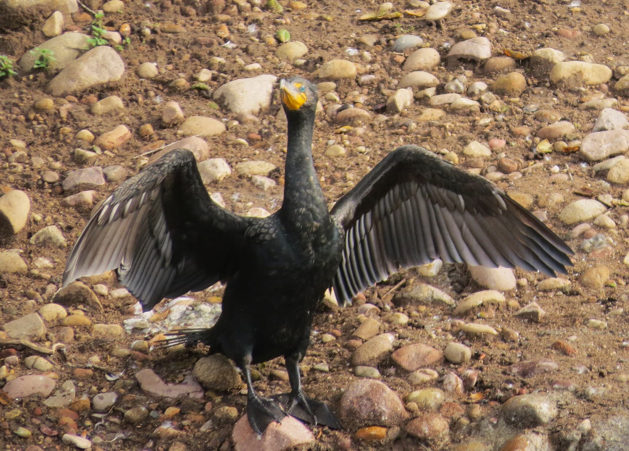 Double-crested Cormorant