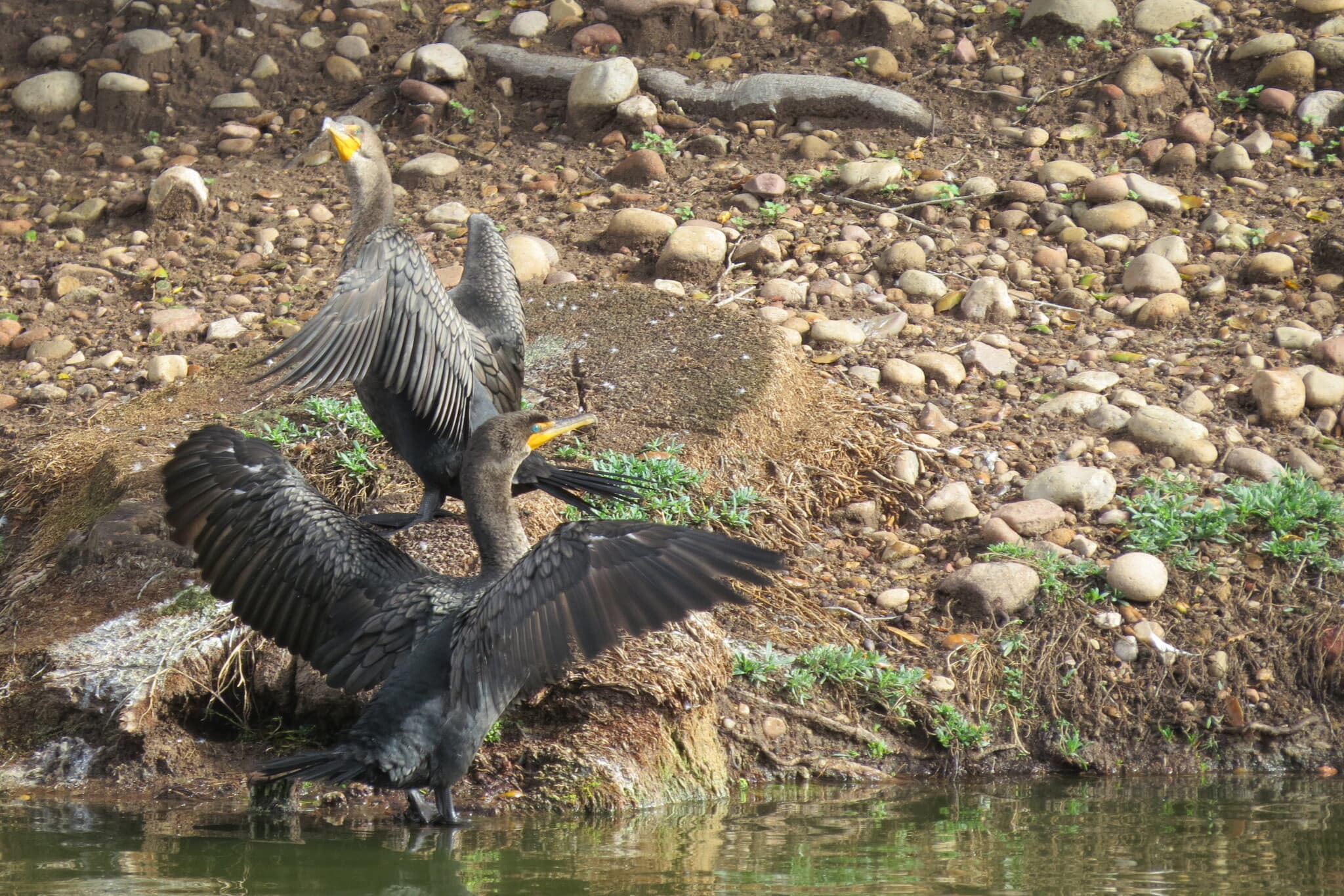 Double-crested Cormorant