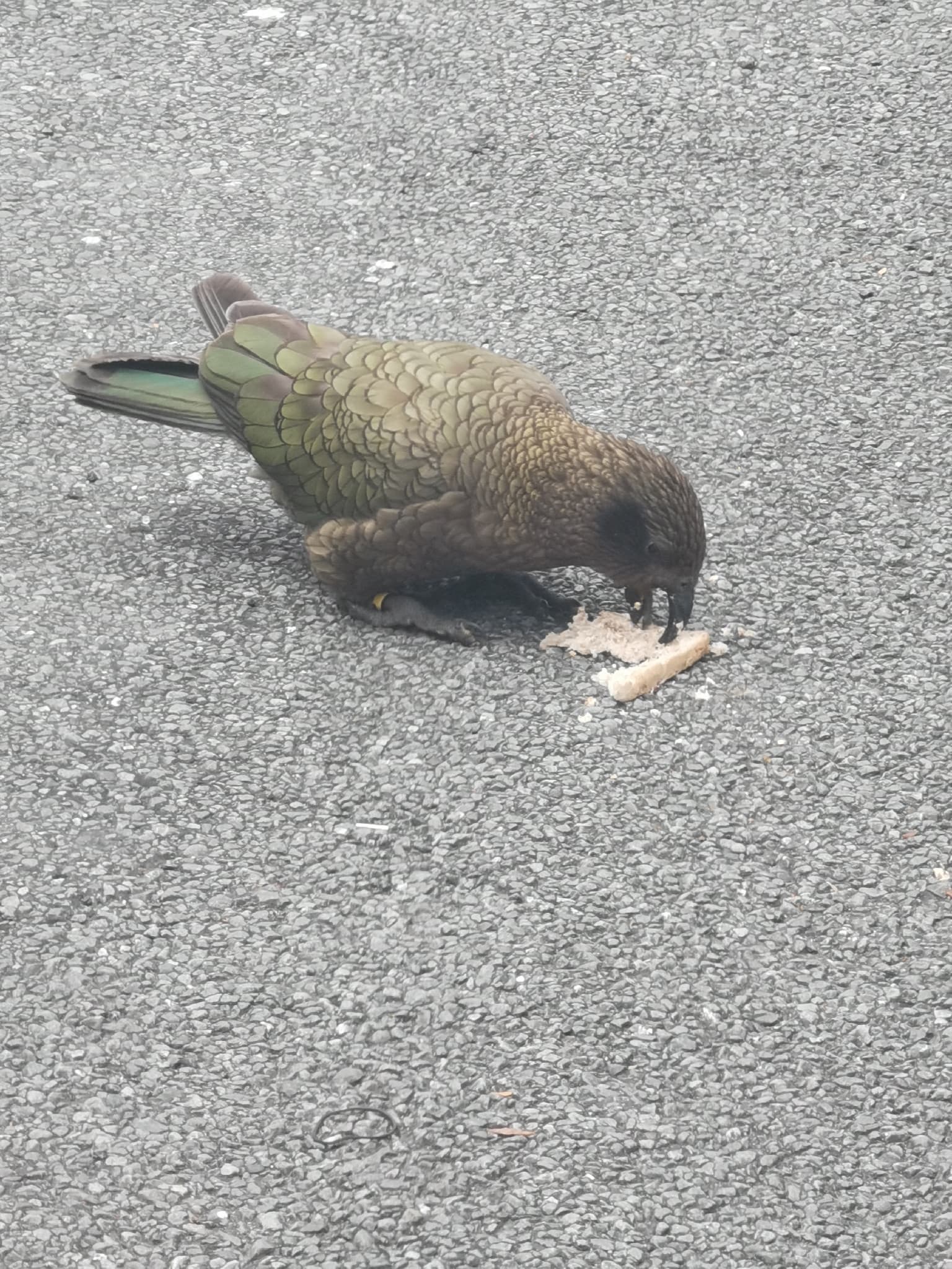 Kea