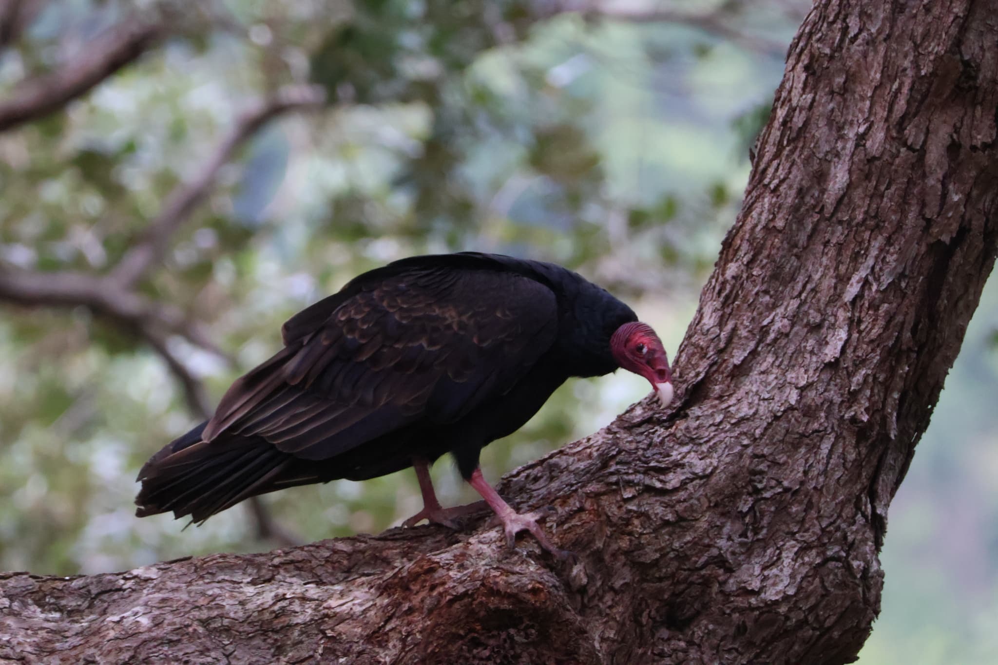 Turkey Vulture