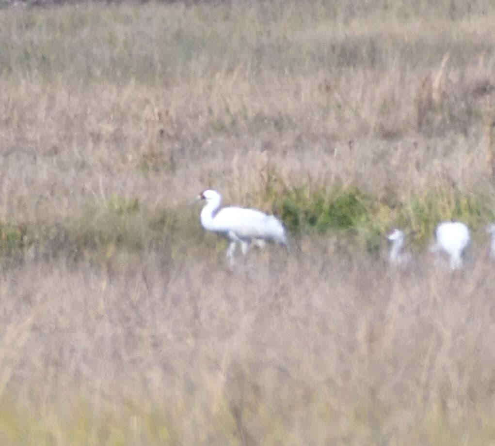 Whooping Crane