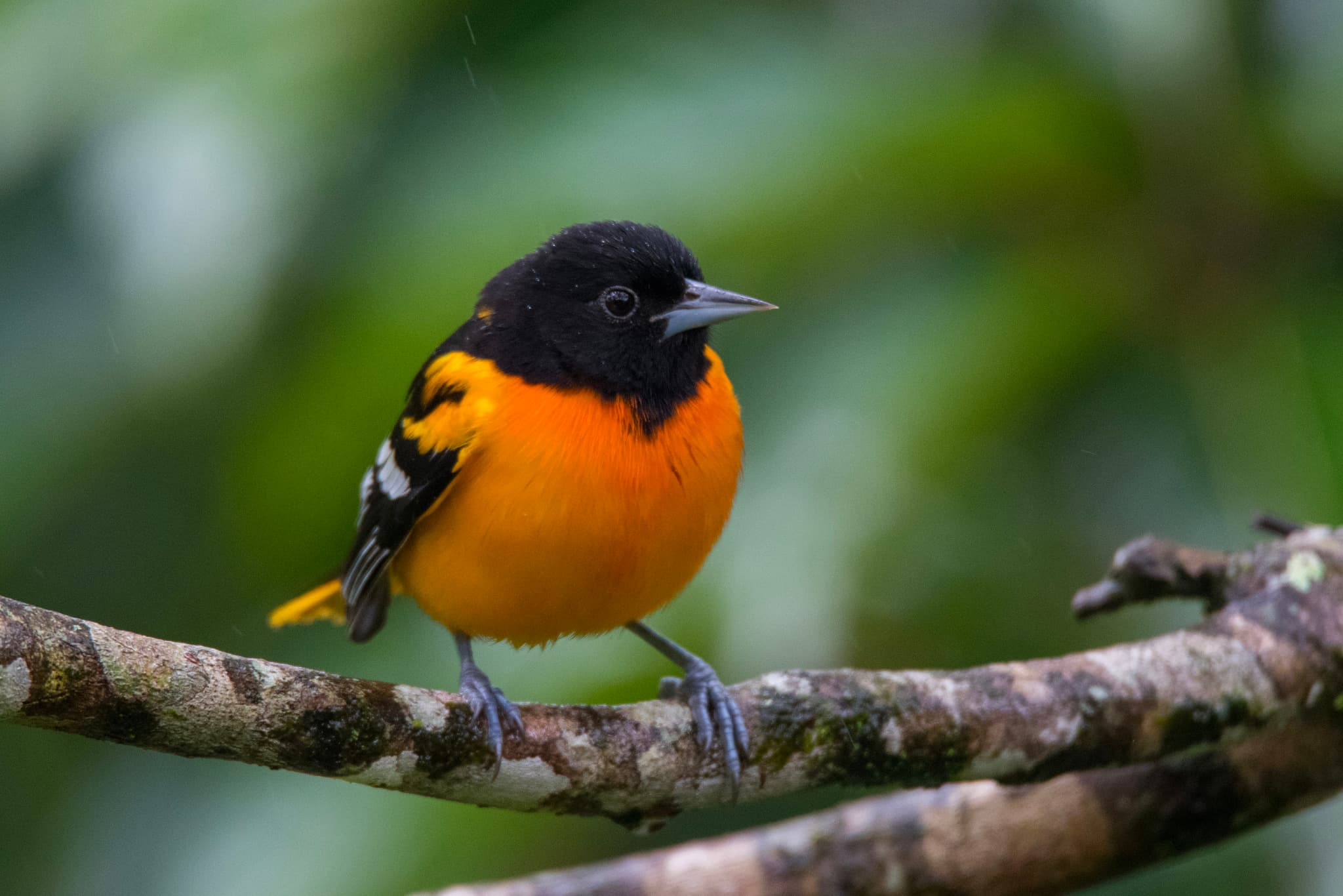Baltimore Oriole