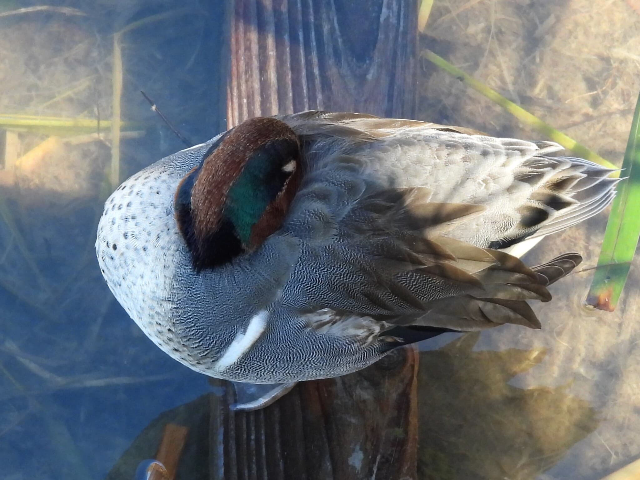 Green-winged Teal