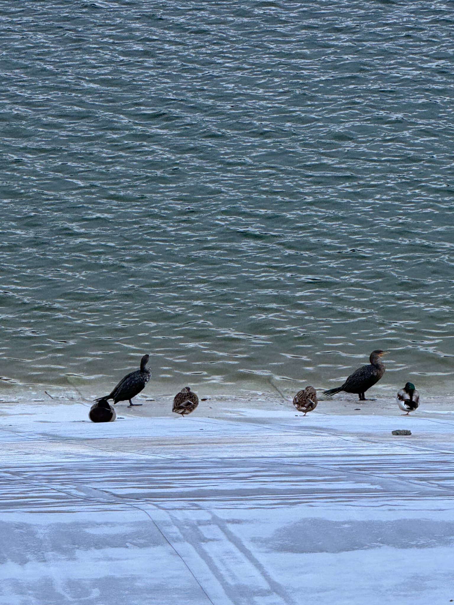 Double-crested Cormorant