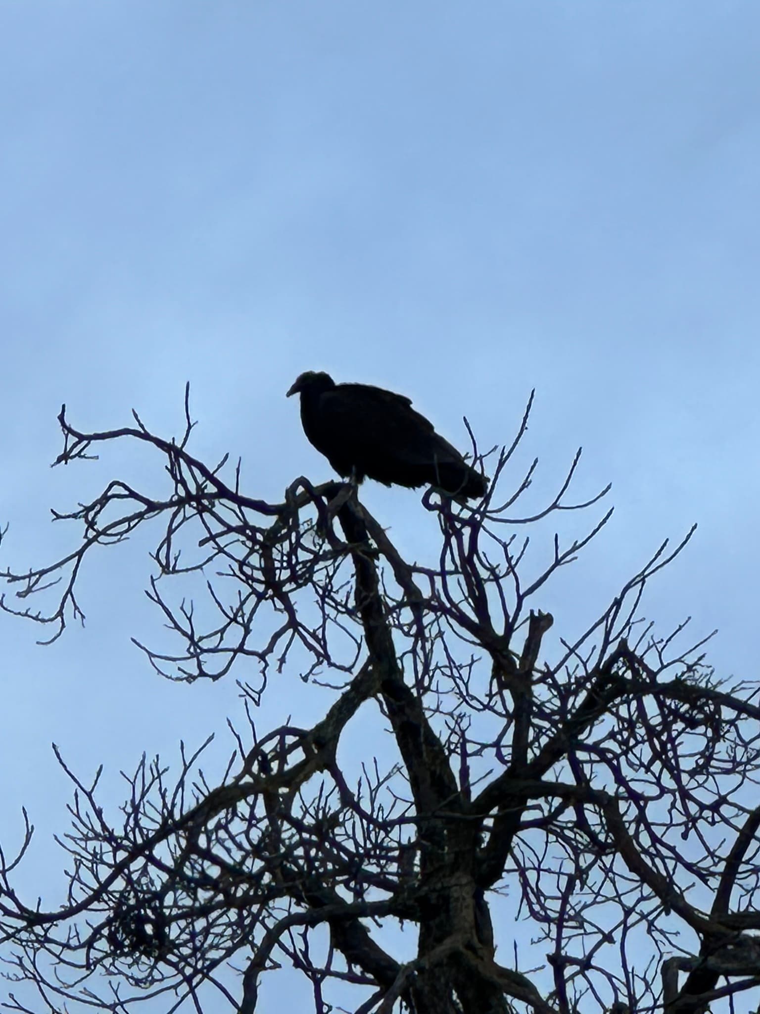 Turkey Vulture
