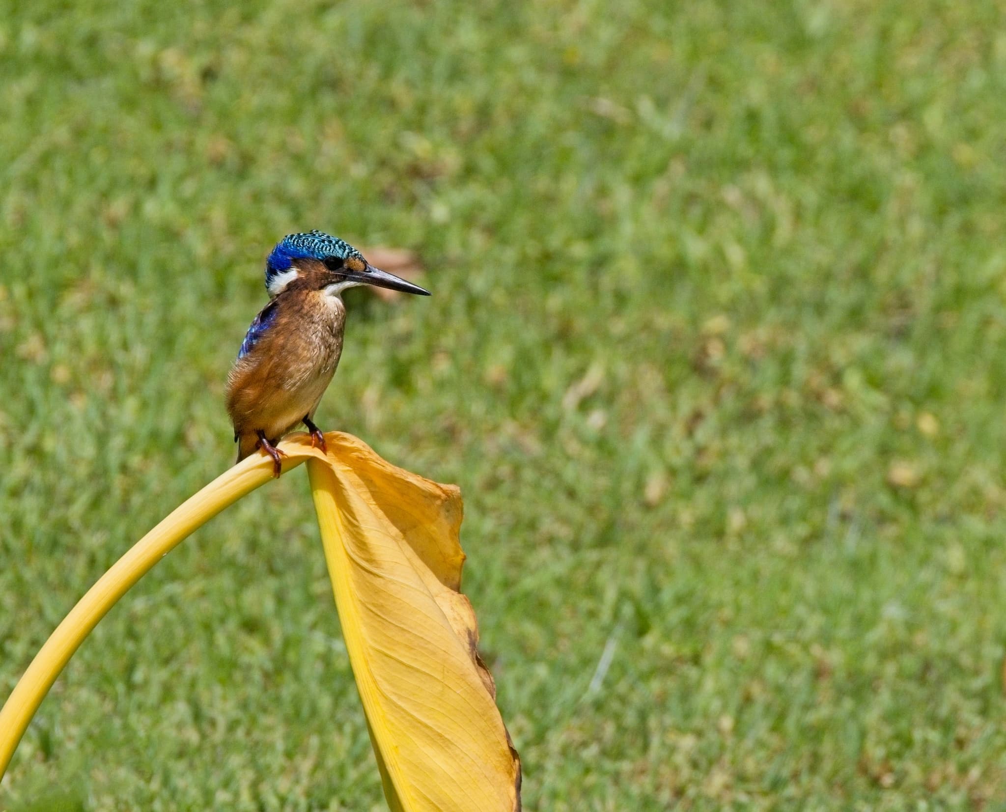 Malachite Kingfisher