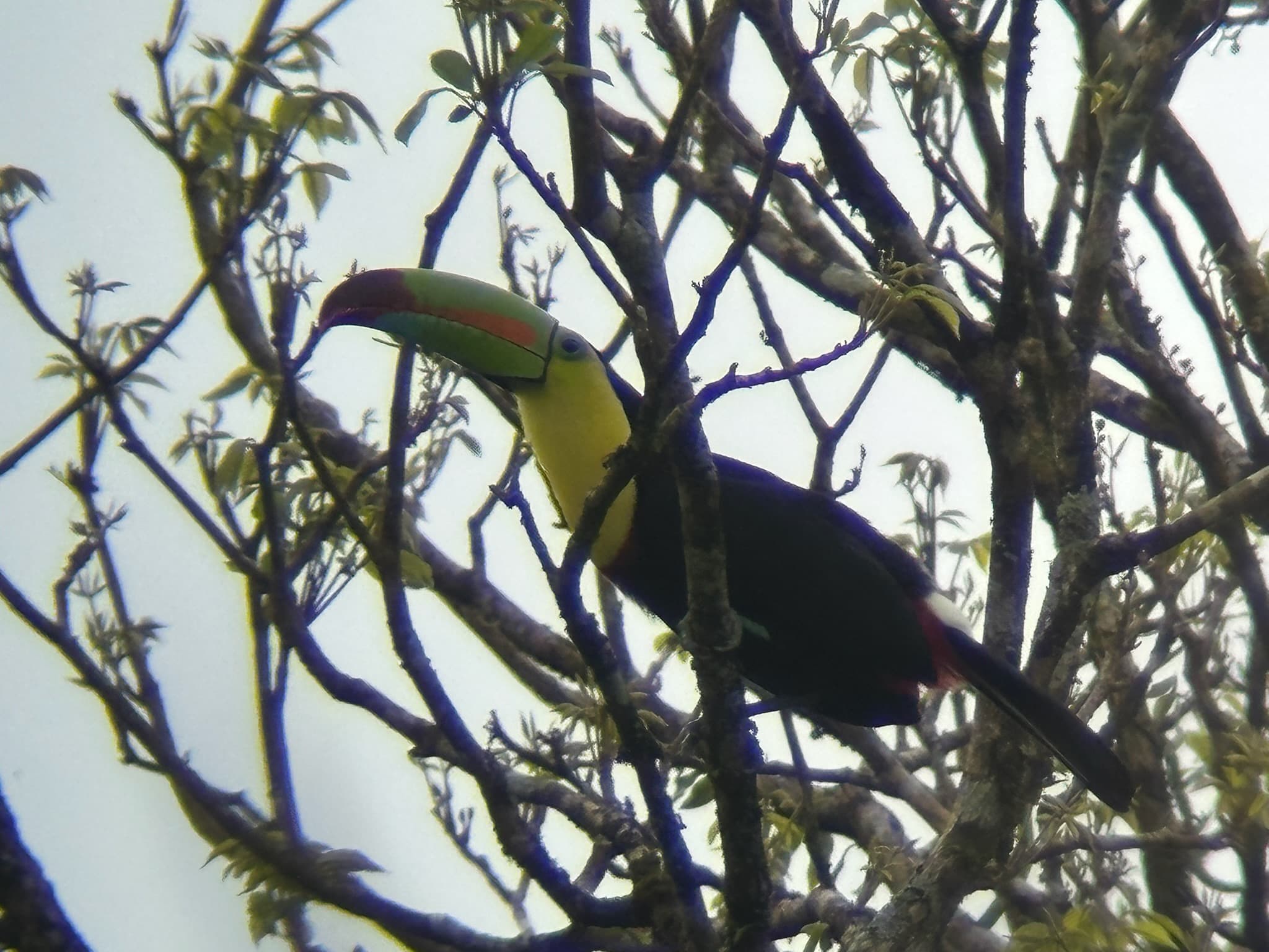 Keel-billed Toucan
