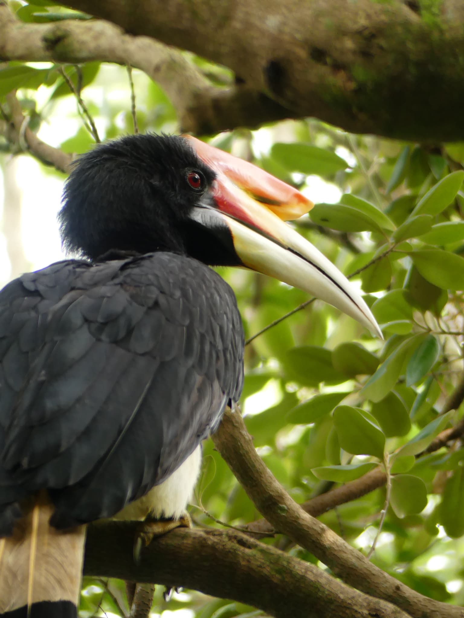 Rhinoceros Hornbill