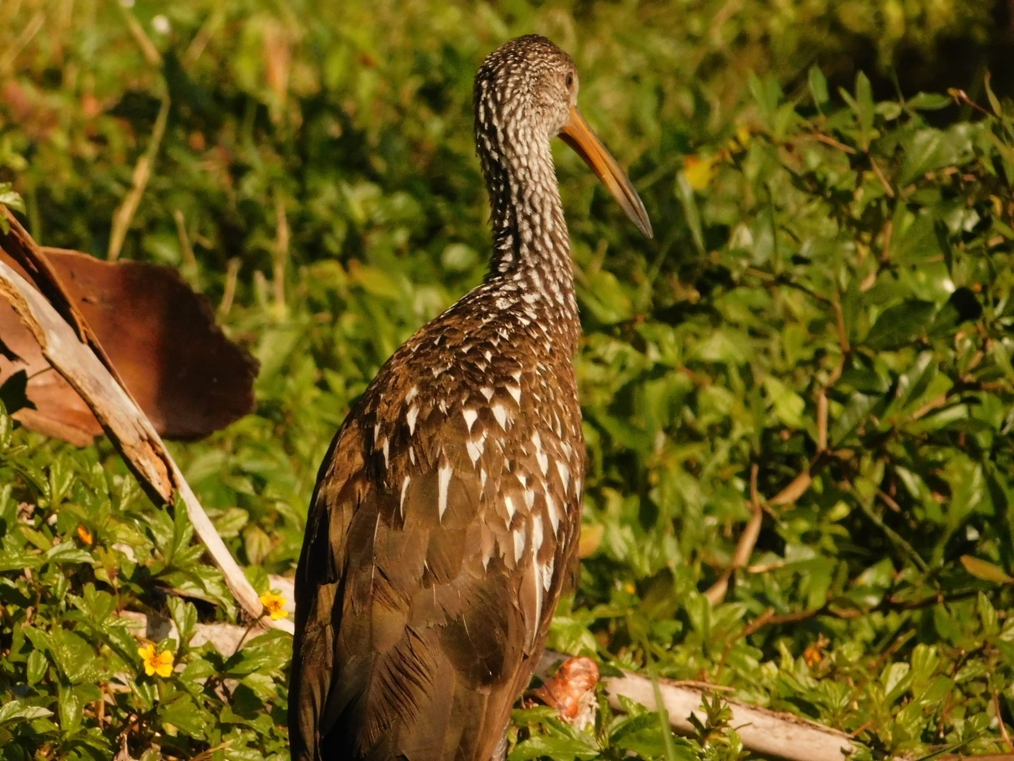 Limpkin