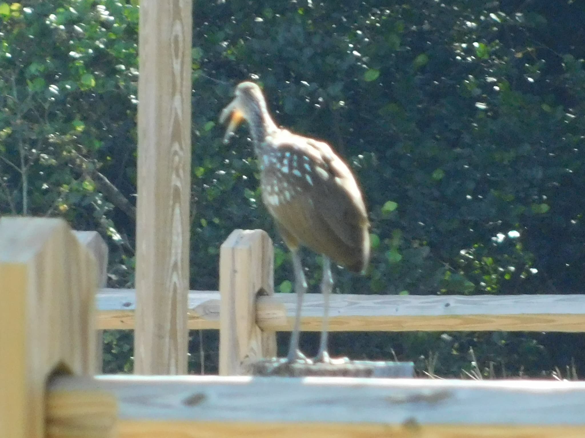 Limpkin