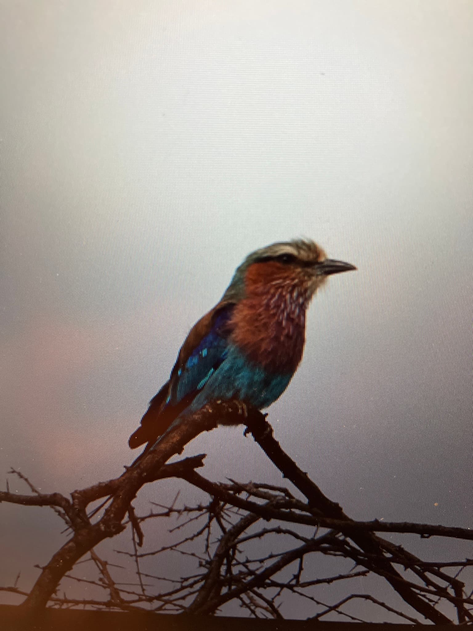 Lilac-breasted Roller